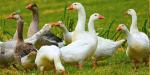 Big Victory for Birds! HM Bans All New Duck and Geese Down Following Push From PETA Entity